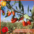 Kostenlose Probe Goji Beeren aus China, kaufen Porzellan Goji Beeren